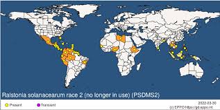 Image result for Barleria megalosiphon