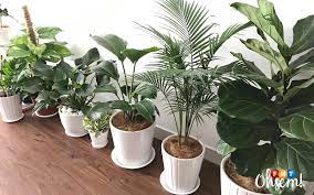 Deko pokok hiasan dalam rumah inspirasi dekorasi rumah for more information and source, see on this link : Indoor Plants Jadi Trend Hiasan Dalam Rumah Free Malaysia Today Fmt