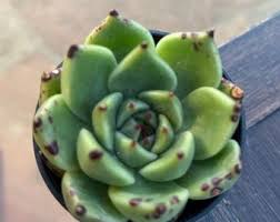 Image result for Aloe macrosiphon