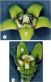 Image result for Raphionacme monteiroae