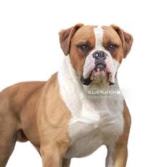 American bulldog temperament and personality. Photorealistic And Painting Illustration By Andrew Beckett