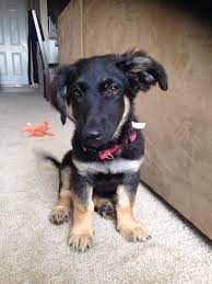 Find your new german shepherd puppy here! German Shepherd Cocker Spaniel Mix Puppies