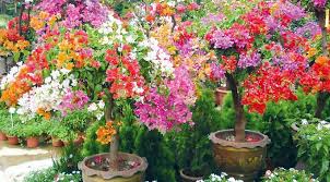 Cara menanam bakalan bonsai serut (streblus asper). 5 Cara Menanam Bunga Kertas Terlengkap