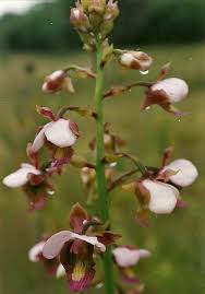 Image result for Eulophia horsfallii