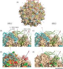 Image result for White 1999 AAV