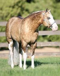 What Is The Most Popular Horse Breed For Reining Big Chex To Cash Aqha Gorgeous Dapple Aqha Horses Reining Horses Horses