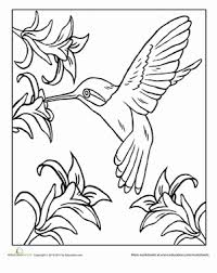 Hummingbird coloring pages are a fun way for kids of all ages to develop creativity, focus, motor skills and color recognition. Hummingbird Worksheet Education Com