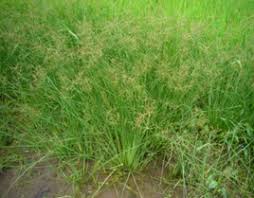 Image result for Fimbristylis quinquangularis