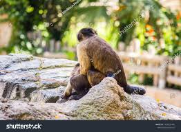 Two Brown Capuchin Monkeys Having Sex Stock Photo 1434535406 | Shutterstock