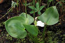 The calla lily plant is an herbaceous, deciduous perennial that prefers a moderately warm, tropical environment. How To Plant Calla Lily Outdoor In Your Garden Tricks To Care