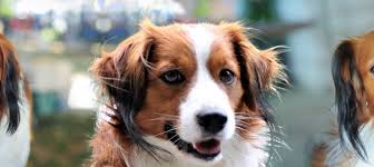 Nederlandse kooikerhondjes (sometimes simply referred to as kooikerhondjes) are members of the sporting group. Nederlandse Kooikerhondje Clubs Of California Home Facebook