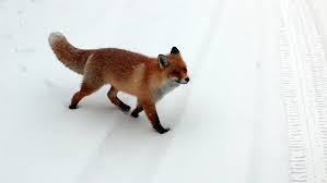 A Red Fox Walking Lithely Like An Elf In The Snow Cgtn