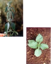 Image result for Leucas martinicensis