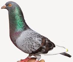 Burung dara di indonesia merupakan salah satu burung yang paling sering di temui di indonesia. Istimewa 32 Gambar Burung Merpati Getakan Download Kumpulan Gambar