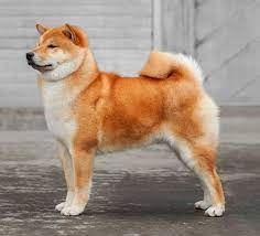 Fluffy animals animals and pets baby animals cute animals shiba inu beautiful creatures fur babies cute dogs. Shiba Inu Temperament My First Shiba Inu