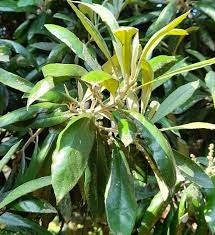 Image result for Brachylaena huillensis