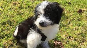 Find borderdoodles puppies & dogs for sale uk at the uk's largest independent free classifieds site. Bordoodle Dog Breed Information The Border Collie Poodle Mix
