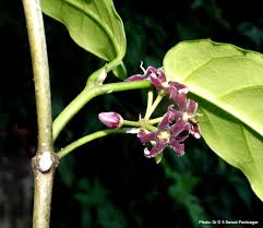 Image result for Marsdenia