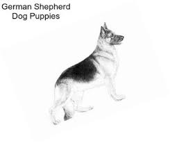 Puppies for sale, find top quality puppies for sale in new york at reasonable price. German Shepherd Dog Herding Dogs For Sale In New York Agriseek Com