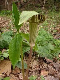 Feb 07, 2021 · arisaema triphyllum* (native) family: Jack In The Pulpit Arisaema Triphyllum Flora Pittsburghensis