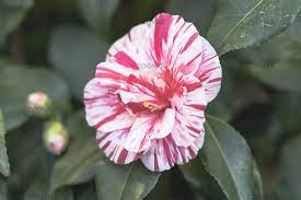 Red White Camellia Japonica L Ezo Nishiki White Camellia Red And White Japonica