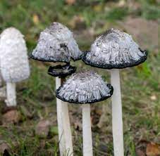 00 lampu teplok menyala pedagang : Alien Fungi Jamur Dengan Tinta