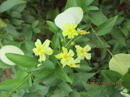 Image result for Pseudomussaenda stenocarpa