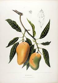 Image result for Mangifera