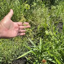 Image result for Fuirena welwitschii