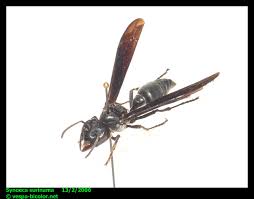 Image result for Sinopteridaceae