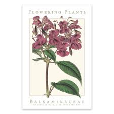 Image result for Balsaminaceae