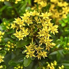 Image result for Sedum