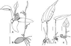 Seedlings Of Pothoideae And Lasioideae A Anthurium Scandens B Download Scientific Diagram