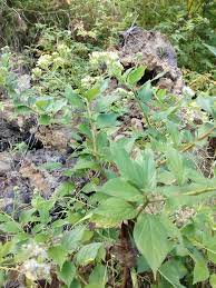 Image result for Microglossa