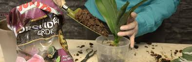 Das betrifft auch das umtopfen. Orchideen Umtopfen Liebe Deinen Garten