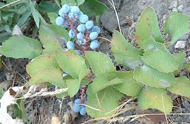 Glossy dark leaflets edged with sharp spines; Oregon Grape Plant Britannica