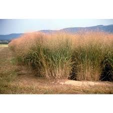 Image result for Aizoon virgatum