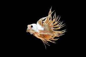 Featuring bright colors and elegant, flowing fins betta fish are the perfect. Free Photo Male Crown Tail Betta Fish