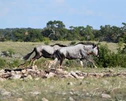 Buena vista wildlife safari and rv park. Buena Vista Wildlife Safari Rv Park Arts Culture Entertainment Lodging Travel Sports And Recreation Venues