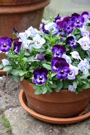 Madelief Little Bunches Of Happiness Pansies Flowers Flower Pots Pretty Flowers