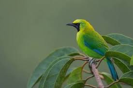 Burung jenggot mini betina mp3 & mp4. Tahun 2020 Pemilik Burung Cucak Ijo Wajib Kantongi Surat Izin Kumparan Com