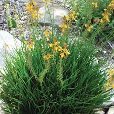 Image result for Bulbine capitata