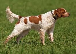 Image result for bretanský dlouhosrstý ohař