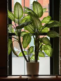 Image result for beautiful dieffenbachia