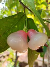 Image result for Syzygium rowlandii
