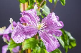 Die blüten setzen sich aus 6 blütenblätten zusammen und haben einen durchmesser von 12 bis 14 cm. Waldrebe Comtesse De Bouchaud Clematis Hybriden Comtesse De Bouchaud Gunstig Online Kaufen