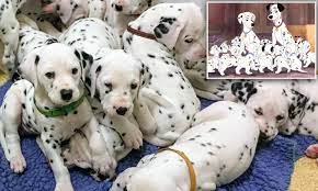 Miniature dalmatian newborn dalmatian pictures of dalmatian dogs pictures of dalmatians spotted coach dog teacup dalmatian how does a dalmatian look. Dalmation Breaks Record For Largest Litter With 18 Puppies Daily Mail Online