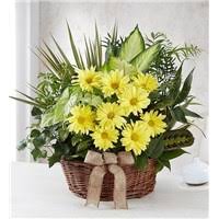 Maybe you would like to learn more about one of these? Sympathy For The Home Gifts Flowers Encinitas Ca Same Day Same Day Flower Delivery Delivery
