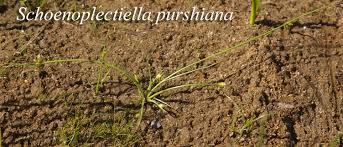 Image result for Schoenoplectiella