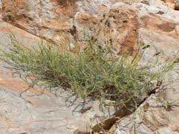 Image result for Caylusea